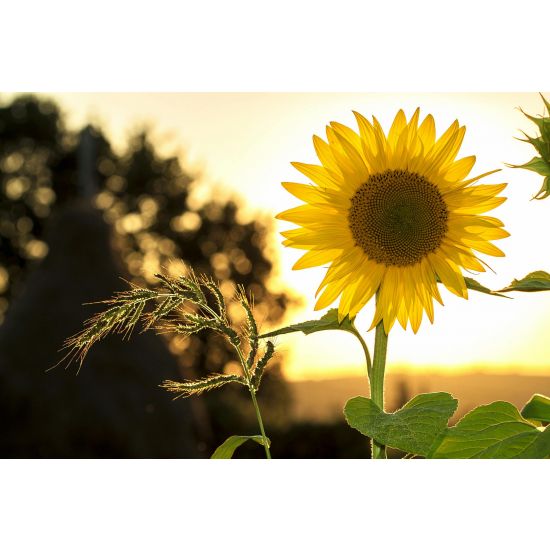 sunflower-sun-summer-yellow
