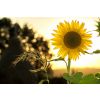 sunflower-sun-summer-yellow